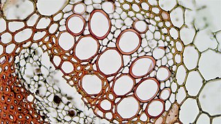 Microscopische doorsnede van het vaatweefsel van een zonnebloem (Helianthus). De grote witte cirkels zijn individuele xyleemvaten of tracheïden.