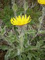 Hieracium villosum