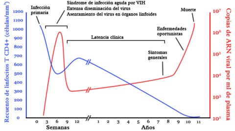 Curso típico de la infección por VIH. Los detalles, en particular los plazos, varían ampliamente de un infectado a otro. En azul, evolución del recuento de linfocitos T CD4+. En rojo, evolución de la carga viral.