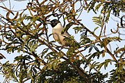 Greyish-white treepie with a black hood, largely obscured by vegetation