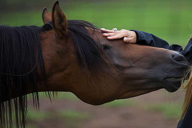 Tête d'un cheval marron sur laquelle est posée une main de femme avec une bague.