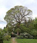 Rotblättriger Bergahorn (Acer pseudoplatanus 'atropurpureum')