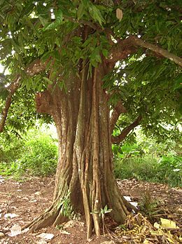 te tumu māpē