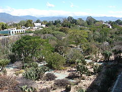 Le jardin ethnobotanique d'Oaxaca à l'intérieur de l'ancien couvent.