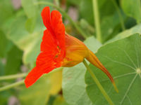 Groote Häkkebloume (Tropaeolum majus)