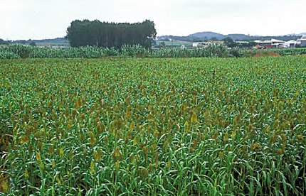 Cassà de la Selva (Gironès), 21 de setembre de 2002