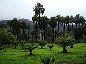 La Palma chilena (Jubaea Chilensis).JPG