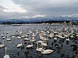 瓢湖に飛来したハクチョウ