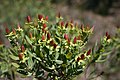 St. John's Wort, Hypericum perforatum