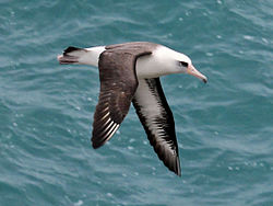 Lajsana albatroso