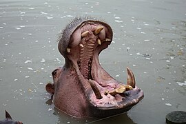 Hippopotame