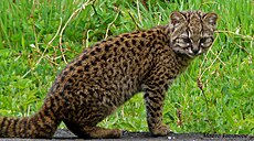 Kodkod ou Guigna (Leopardus guigna)