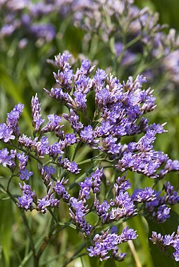 Tengerparti sóvirág (Limonium vulgare)