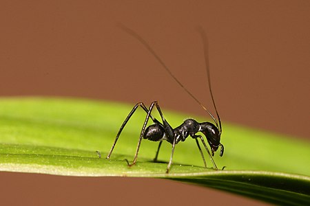 Macroxiphus sp. katydid, by Muhammad Mahdi Karim