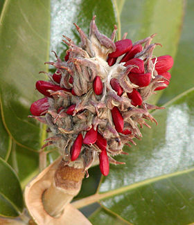 Magnolia seeds.jpg