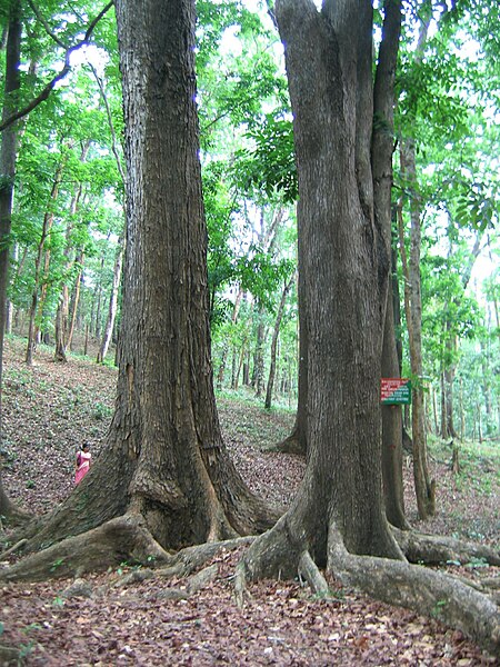 പ്രമാണം:Mahagoni Tree.jpg