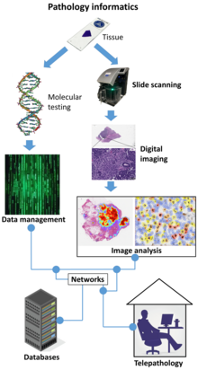 Major topics and processes of pathology informatics: Data management from molecular testing, slide scanning, digital imaging and image analysis, networks, databases and telepathology. Major topics of pathology informatics.png