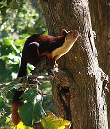 Malabar Giant Squirrel-Dogra.jpg