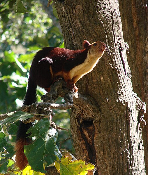 Ficheiro:Malabar Giant Squirrel-Dogra.jpg