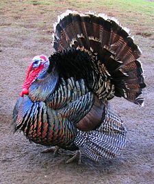 A Broad Breasted Bronze tom (male turkey)