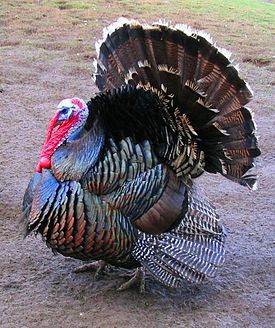 http://upload.wikimedia.org/wikipedia/commons/thumb/d/d0/Male_north_american_turkey_supersaturated.jpg/275px-Male_north_american_turkey_supersaturated.jpg