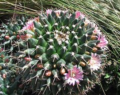 Description de l'image Mammilaria gigantea.jpg.