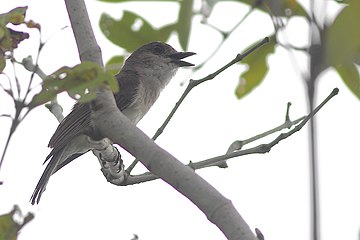 Mangrove whistler