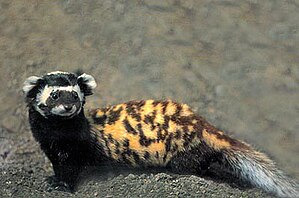 299px-Marbled_polecat.jpg