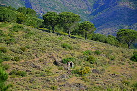 Sierra de la Albera (Alto Ampurdán)