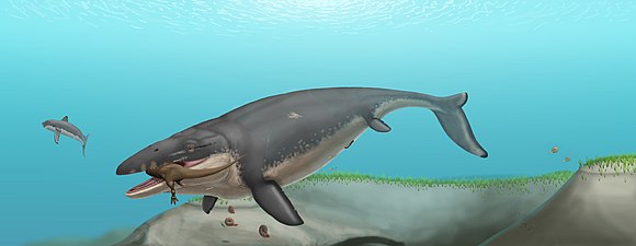 Restauració de la vida de M. hoffmannii, un dels mosasaures més grans coneguts.[32]