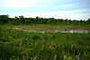 Mud Lake - Radley Creek Savanna.jpg