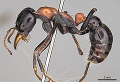 Description de l'image Myrmecia Nobilis casent0914030 p 1 high.jpg.