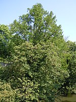 Echte Sumpfzypresse (Taxodium distichum)