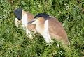 slika 1. Nycticorax caledonicus