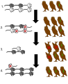 (1.) The mouse population has a majority with light fur, which is very visible, and a minority with dark fur, which is not very visible. At the same time, the owl population has a minority with very good eyesight. The majority have normal eyesight. (2.) Mice with light fur were hunted by both types of owl, causing a decline in the light mouse population. As a result, the owl population grew. As they were already the majority, owls without good eyesight remained the majority. (3.) Due to their success in hiding from owls, dark mice survive and become the majority. Since the light mice population has been greatly reduced, the owls with poor eyesight are unable to hunt. Owls with good eyesight can hunt dark mice, so they survive and reproduce. (4.) Dark mice are not very visible, so they have a better chance of surviving than light mice. Thus they pass on their genes and mice with dark fur becomes normal. Likewise, owls with good eyesight are able to hunt these dark mice, so owls with good eyes are able to hunt and reproduce. Owls with good eyes become normal.