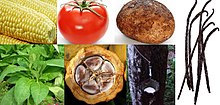 Native New World crops exchanged globally (clockwise): Maize, tomato, potato, vanilla, rubber, cacao, tobacco New World Domesticated plants.JPG