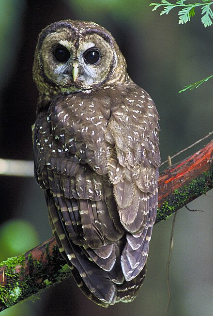 An owl, Carteret's bird of choice for a "personality" for his pieces Northern Spotted Owl.USFWS.jpg