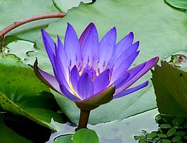 Blauwe lotus