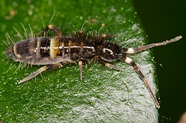 Orchesella cincta