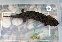 A photograph of a large mottled brown and black salamander in a clear plastic tub of water. Rocks and grass are visible through the bottom of the tub