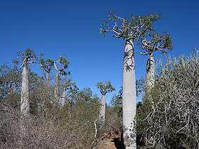 עצים מהמין Pachypodium geayi (אנ')