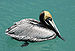 A brown pelican in Key West, Florida. Français...
