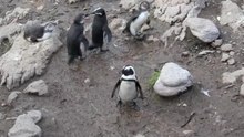 Файл: Колония пингвинов Betty's Bay.ogv