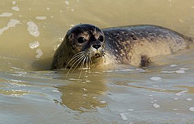 Phoca vitulina.