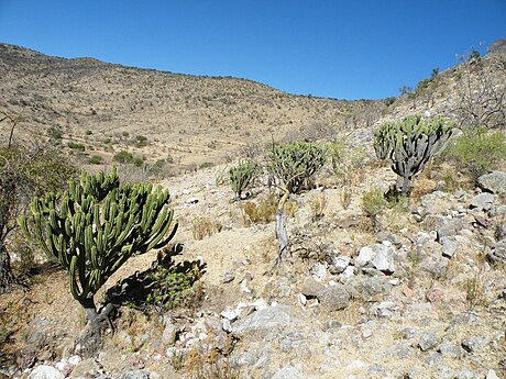 scrublands habitat in Oaxaca