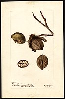 Image of the Wilson Hybrid variety of hickory (scientific name: Carya), with this specimen originating in Hetty, Hunt County, Texas, United States. (1903)