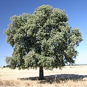 Hábito de Quercus ilex rotundifolia (azinheira).