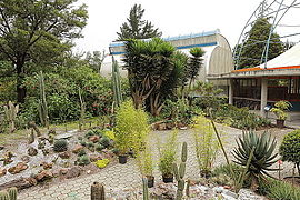 Cactus garden (Cactarium).