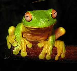The Red-eyed Tree Frog (Litoria chloris) found...