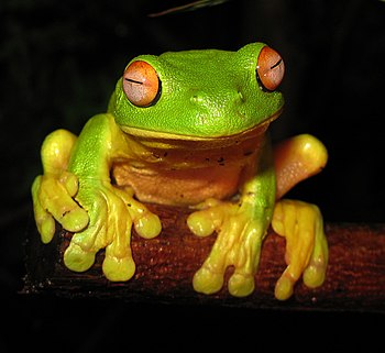 English: The Red-eyed Tree Frog (Litoria chlor...